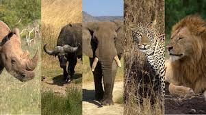 Assassino  da  África [&nbsp;documentário]